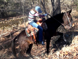 gaited mule